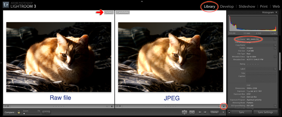 comparing raw vs jpeg images in lightroom